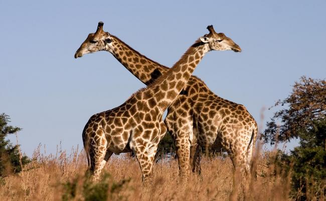 Giraffe Animal Photo