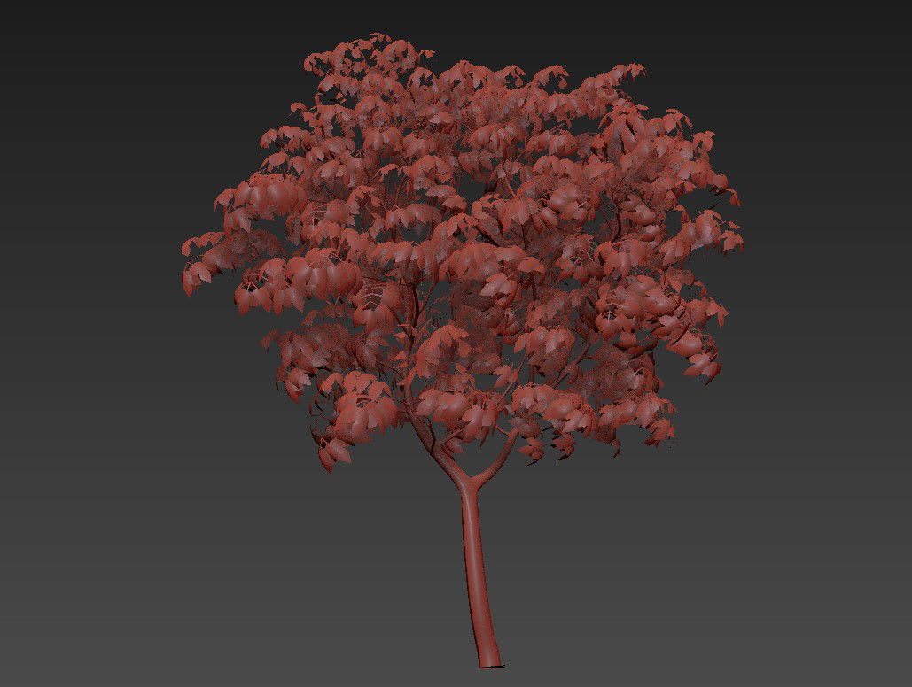 3D Acer Japonicum Tree MAX File