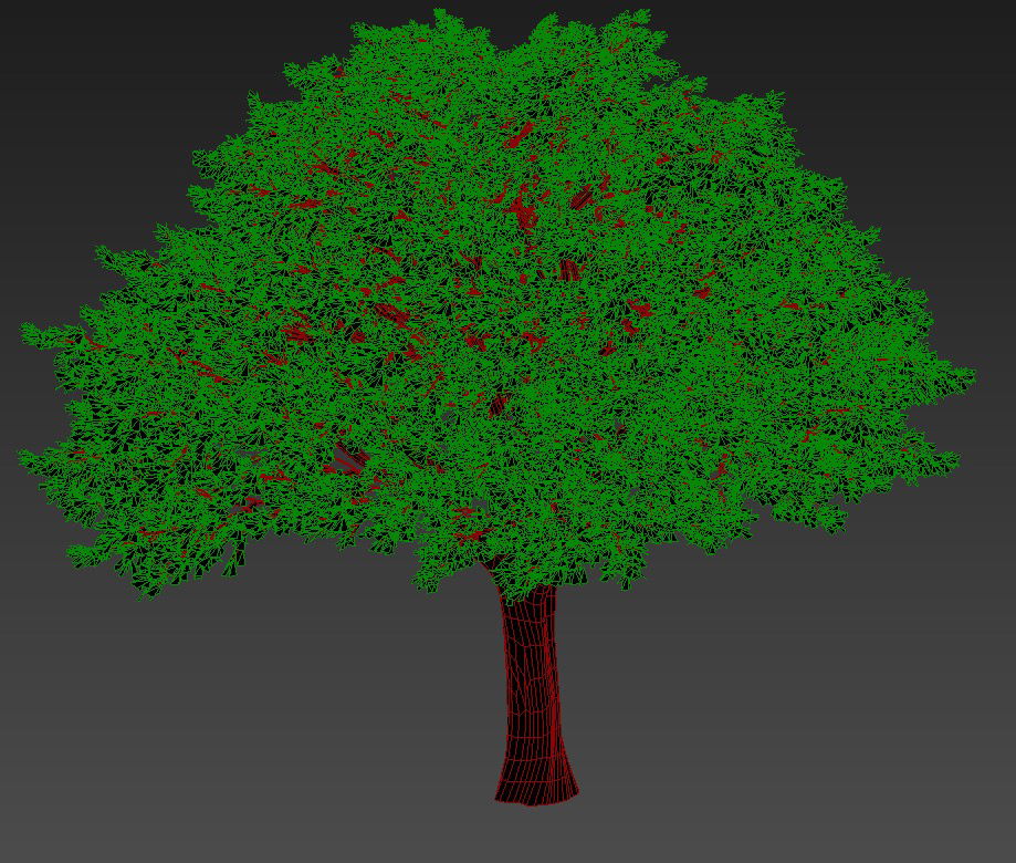 3D Schinus Terebinthifolius Tree MAX File