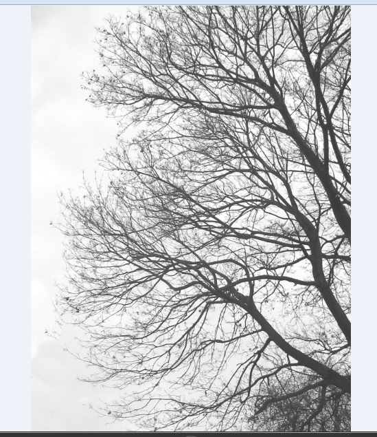 3d tree cad block design details dwg file