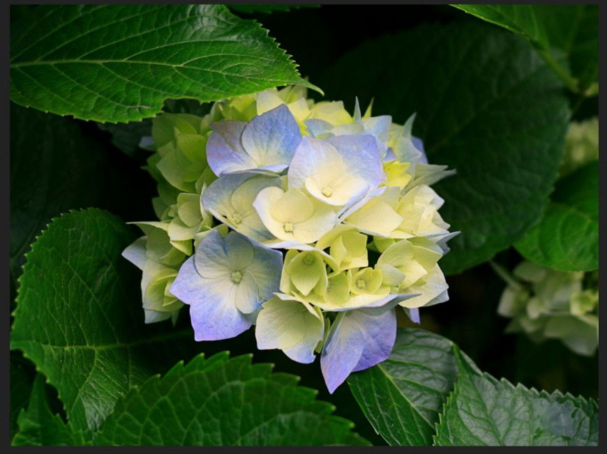 3d model of landscaping plants detail photo file