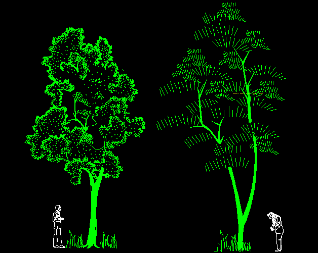Heighted Tree CAD Drawing with Human Scale and 2D Front View