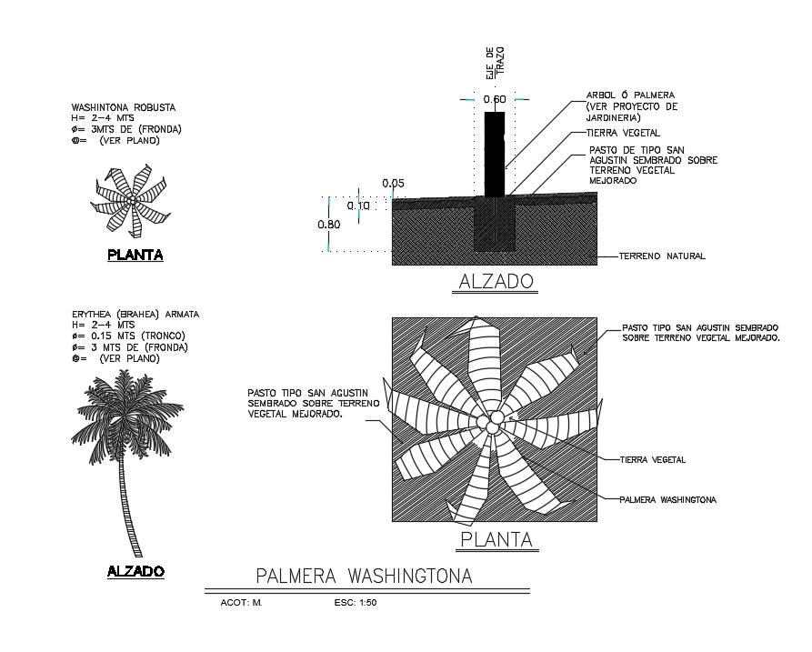 Palm Tree Planting Drawing Download DWG File