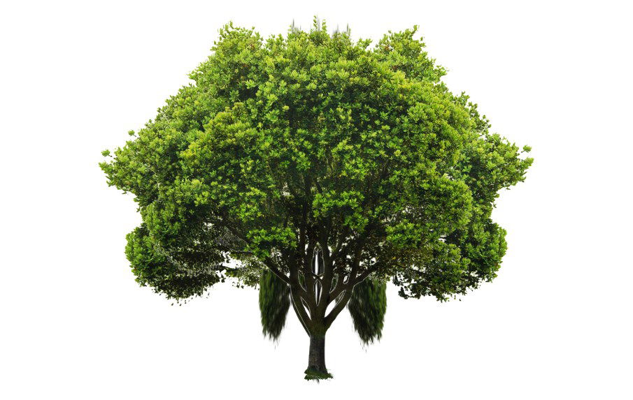 Single banyan tree 3d elevation cad block details skp file