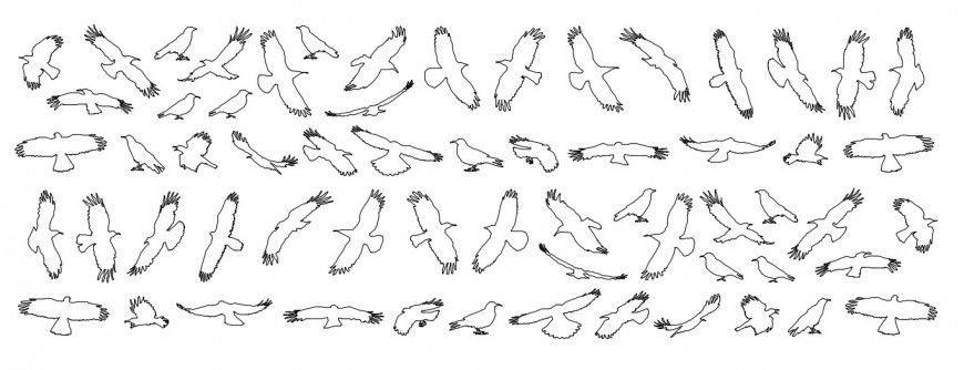 CAd drawings details of   bird action flying in different direction