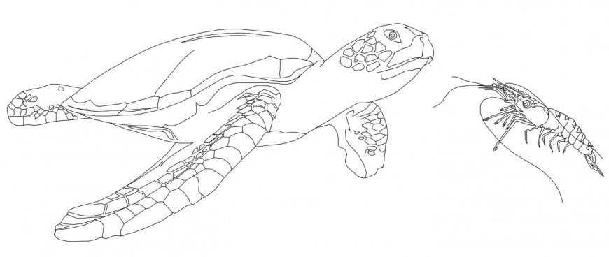 CAd drawings details of  grasshopper and tortoise