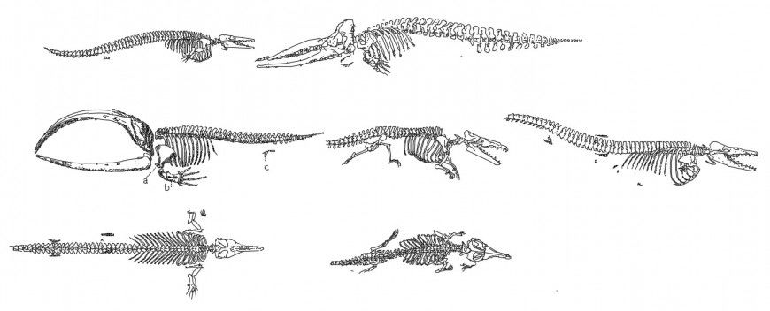 cad drawings details of skeletons of dinosaurs in huge  numbered