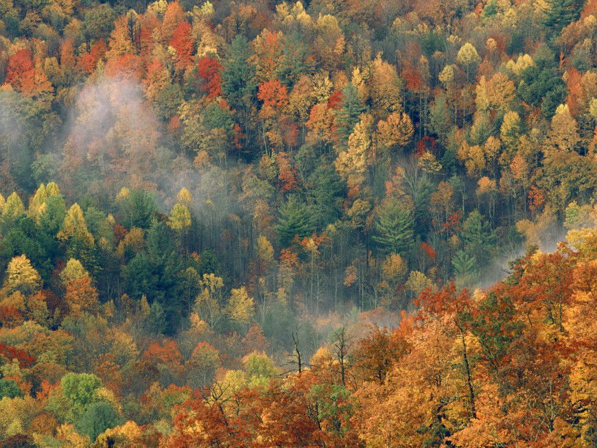 Colorful Autumn Forest detail