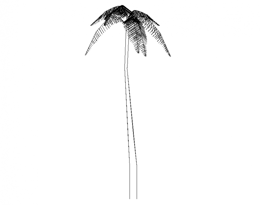 Common palm tree prospectus front view cad drawing details dwg file