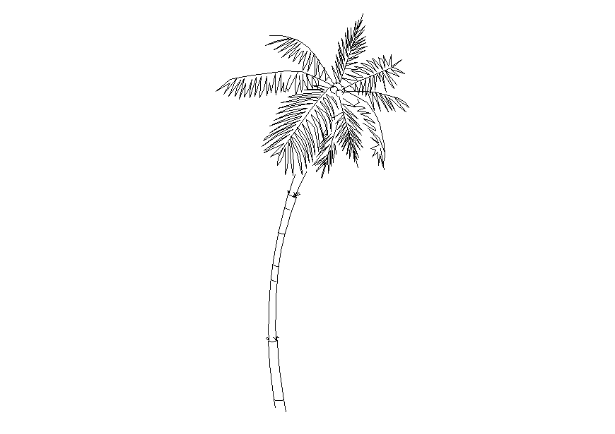 Creative palm tree front view elevation cad block details dwg file