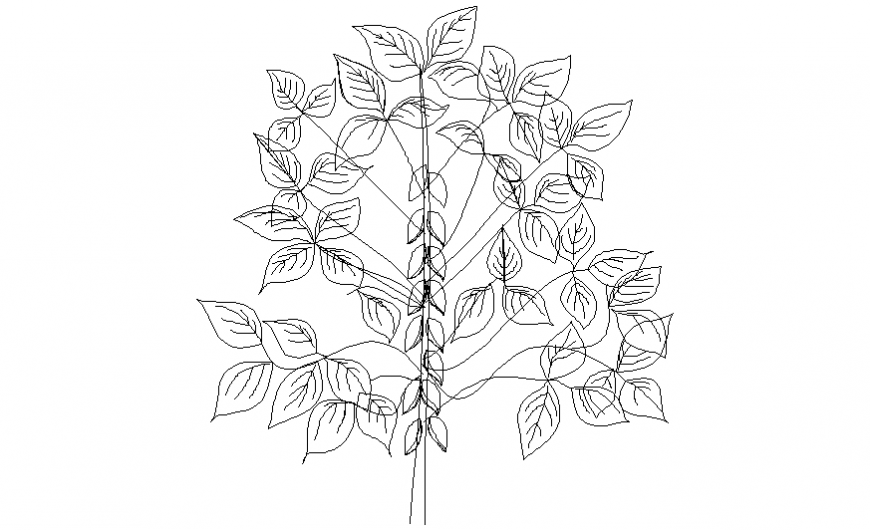 Croto Cadiaeum tree plan elevation block details dwg file