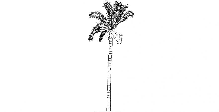 Date palm tree design with an elevation of tree view in design dwg file