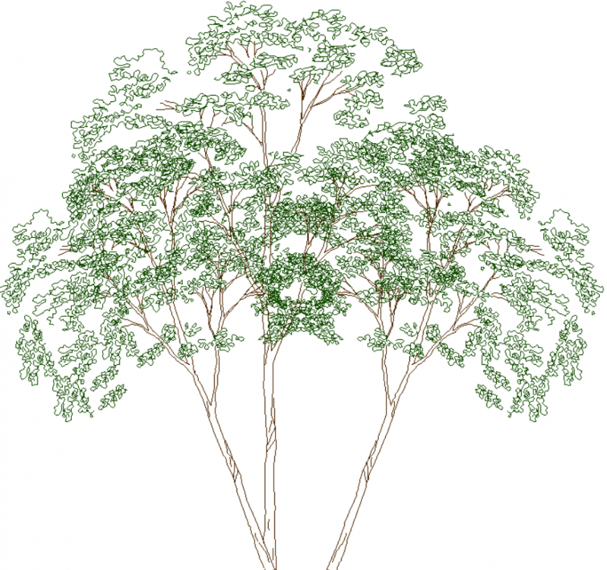 Deciduous tree plan with detail dwg file.