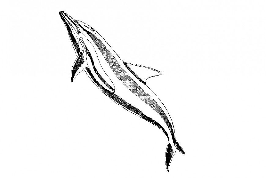 Drawing of sea animal block AutoCAD file