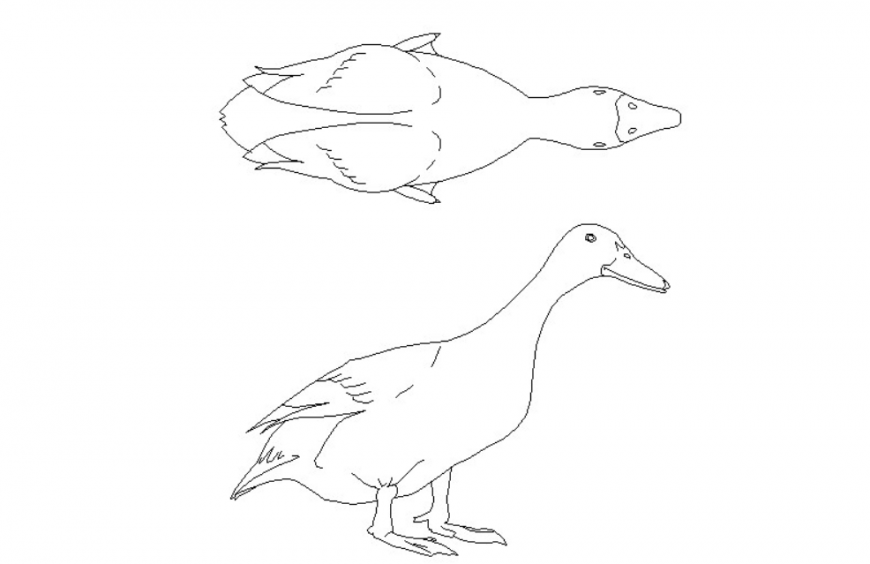 Duck top view and side view detail