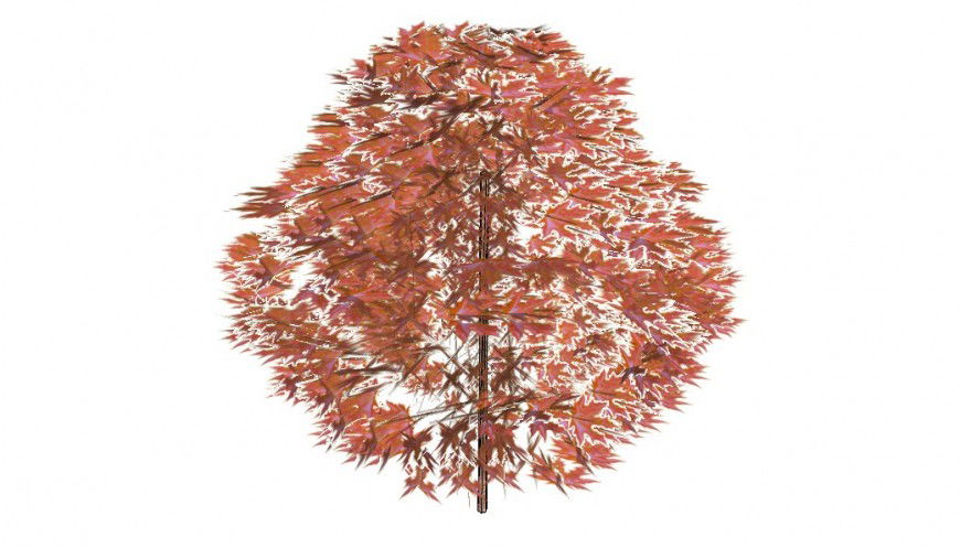 Dynamic maple tree 3d model block cad drawing details skp file