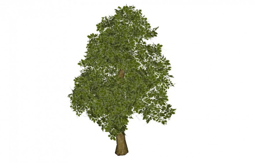 Dynamic oak tree 3d model block cad drawing details skp file