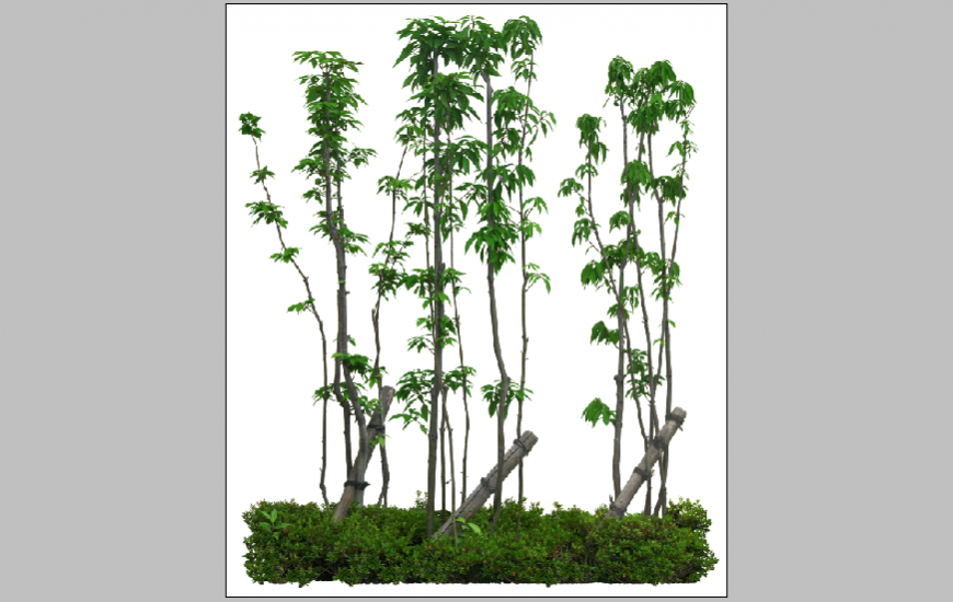 Dynamic tree and plants blocks elevation 3d drawing psd file