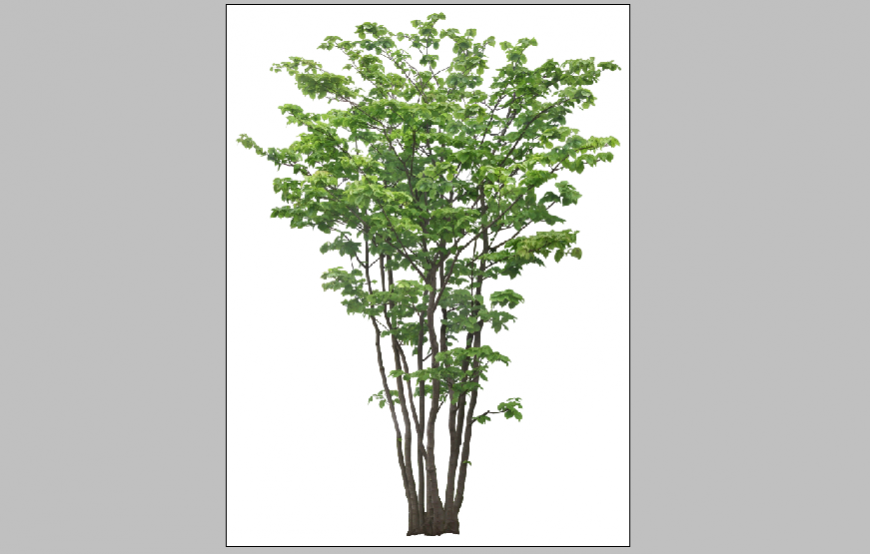 Dynamic tree plant block 3d drawing details psd file