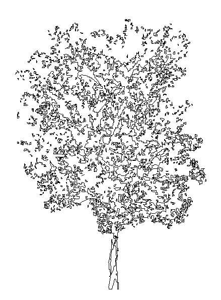 Tree Elevation AutoCAD for Landscape and Architectural Design Layouts