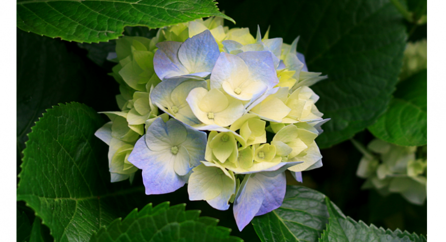 Flower image file detail