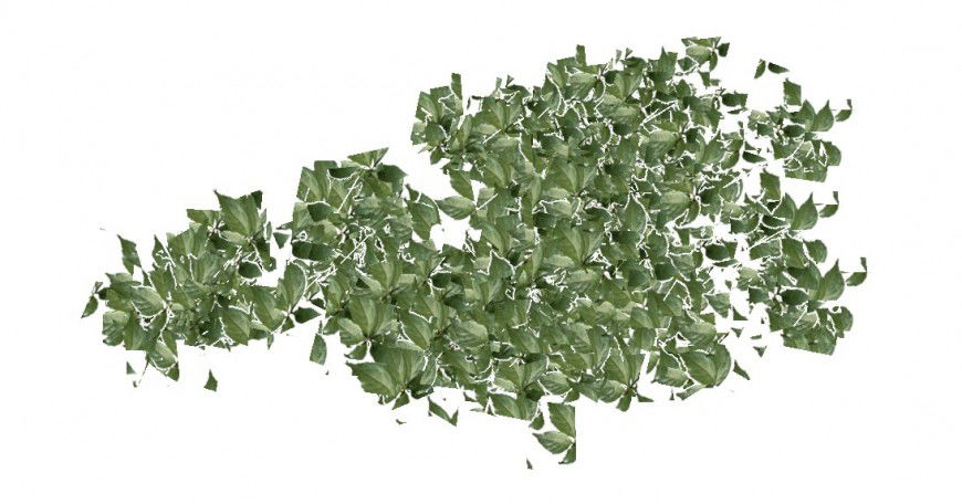 Ivy leave tree plant 3d block cad drawing details skp file