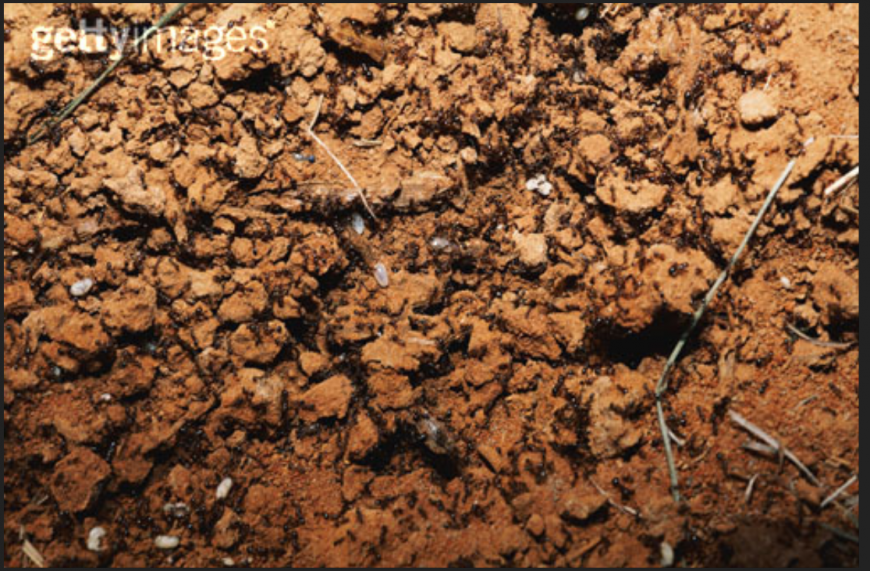 Landscaping blocks details of garden cad drawing details dwg file