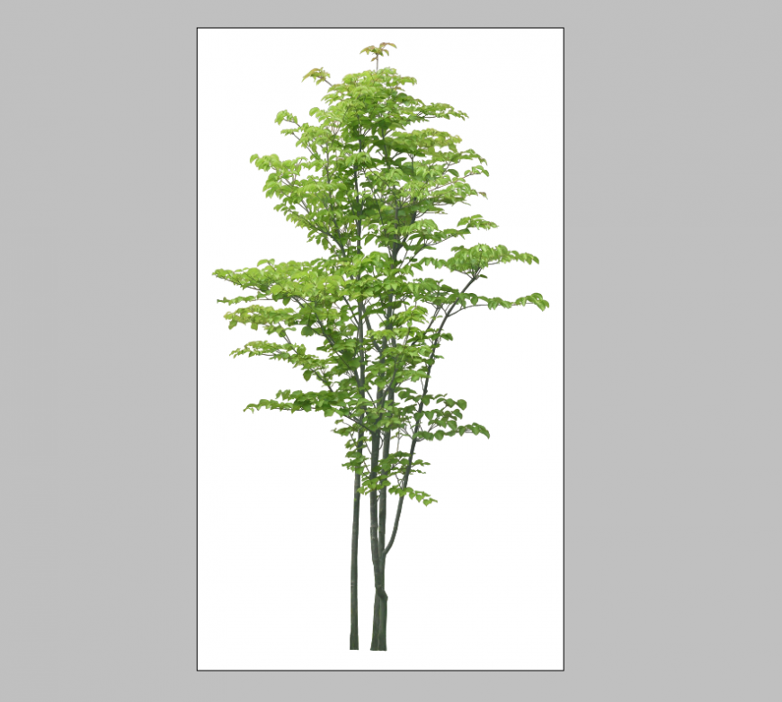 Landscaping Tree 3d model detail layout Photo-shop file