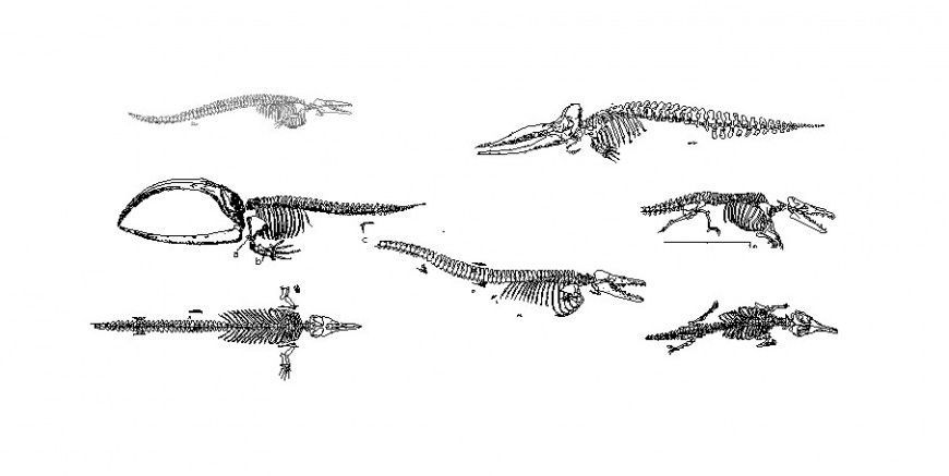 Marine fossil animal all sided elevation block cad drawing details dwg file