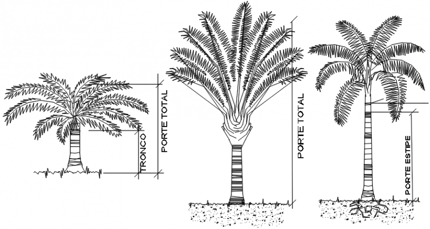 Multiple palm tree elevations cad drawing details dwg file