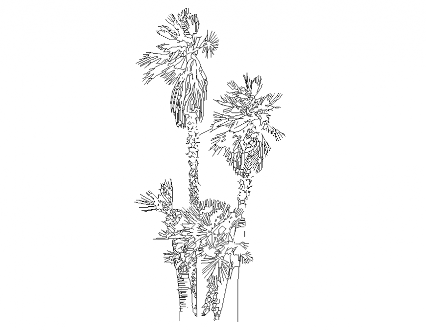 Multiple palm trees elevation cad block details dwg file