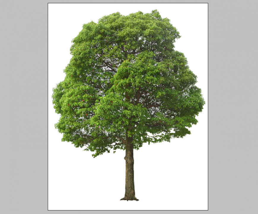 Neem tree dynamic 3d drawing block details psd file
