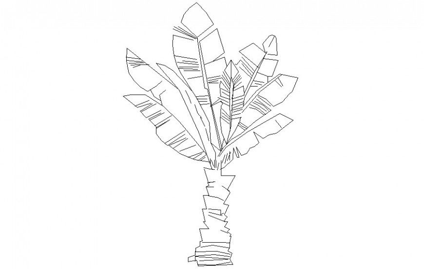 Palm tree details drawings 2d view of landscaping bocks autocad file