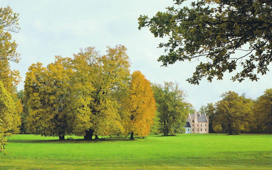 Photo of nature with tree JPEG file