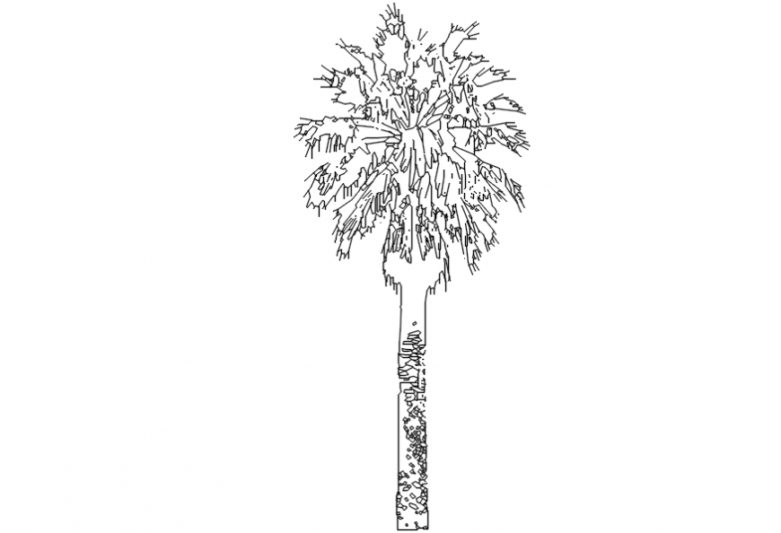 Single coconut tree elevation block drawing details dwg file