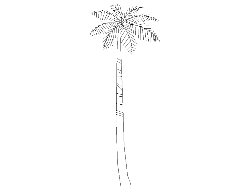 Single palm tree front view elevation cad block details dwg file