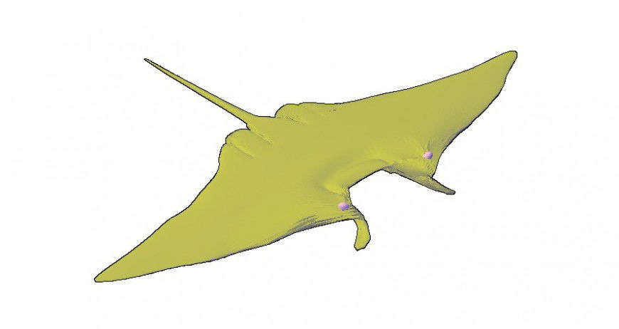 Stingray drawings details of aquatic animal blocks dwg file
