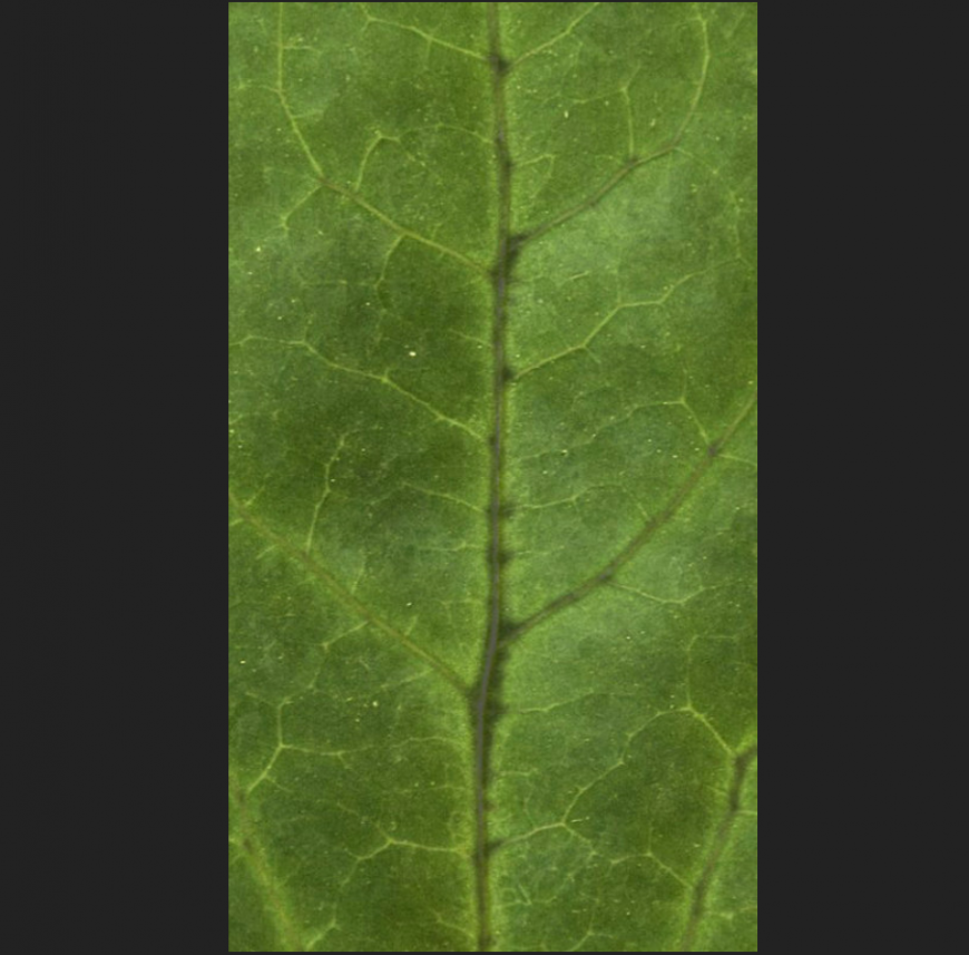 The leaf plan with a detail dwg file.