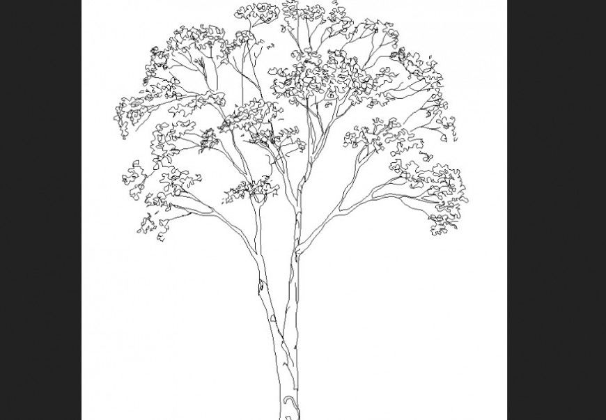 The tree plan of deciduous with detailing dwg file.