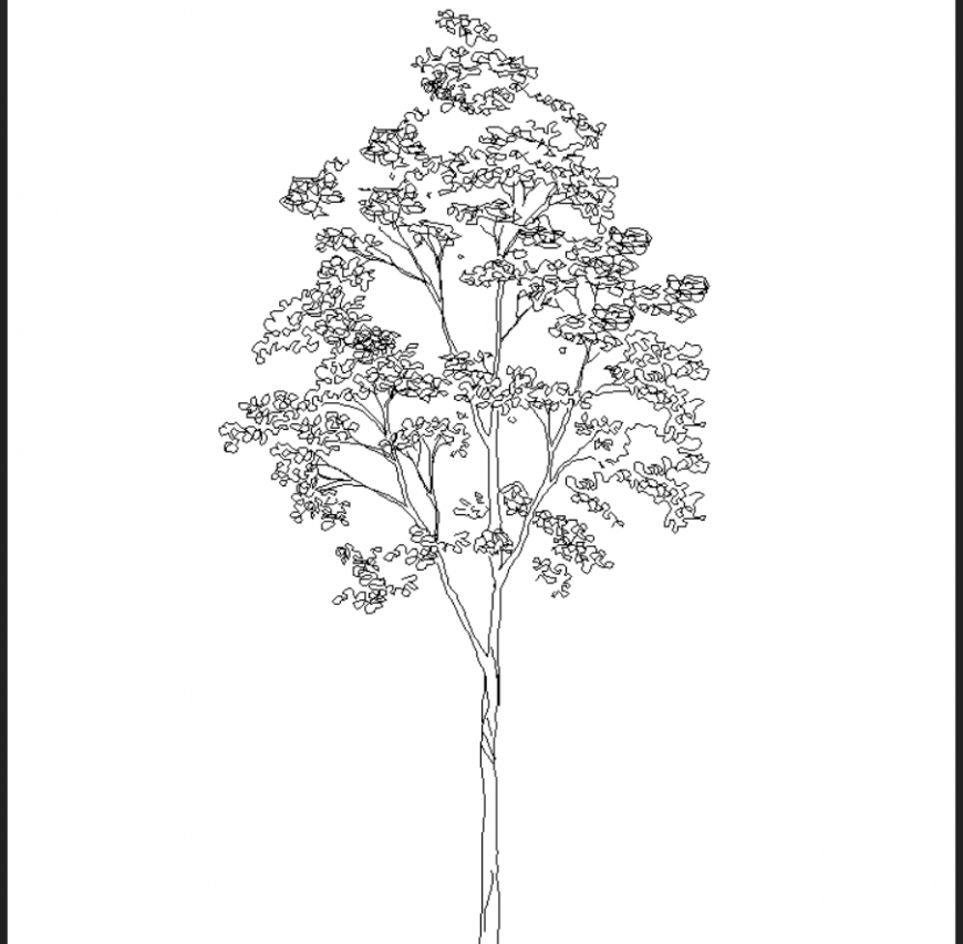 Thin tall tree plan detail dwg file.