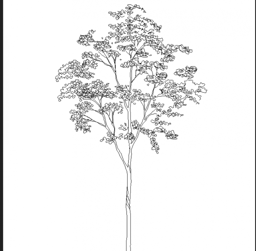 Thin tall tree plan with detail dwg file.