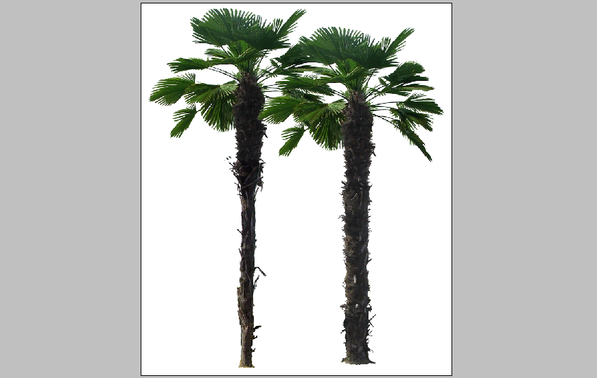 Tree blocks front elevation 3d drawing details psd file