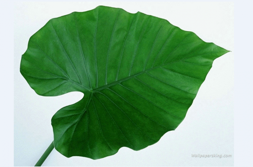 Tree leaf single blocks cad drawing details dwg file