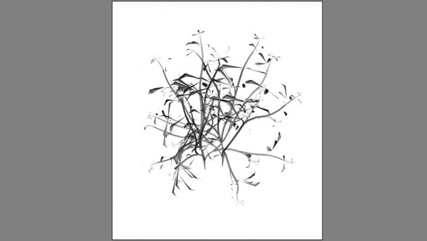 Unique 3d tree plant elevation block details max file